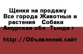 Щенки на продажу - Все города Животные и растения » Собаки   . Амурская обл.,Тында г.